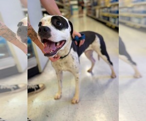 American Staffordshire Terrier-Unknown Mix Dogs for adoption in Holly Springs, NC, USA