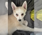 Small Photo #75 Pomsky Puppy For Sale in LOVELAND, CO, USA