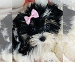 Small #17 Yorkshire Terrier