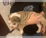 Small #6 Bulldog