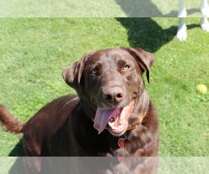 Labrador Retriever Dogs for adoption in Clovis, CA, USA