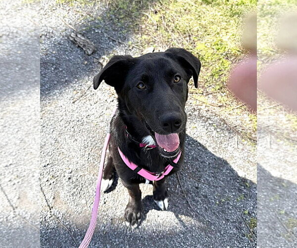 Medium Photo #8 Borador Puppy For Sale in MECHANICSBURG, PA, USA