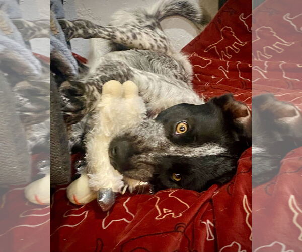 Medium Photo #5 Mutt Puppy For Sale in Sandy, UT, USA