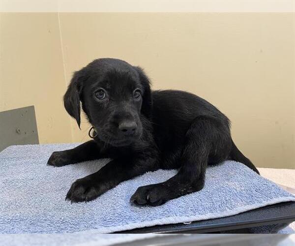 Medium Photo #1 Labrador Retriever Puppy For Sale in Pasadena, CA, USA