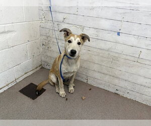 German Shepherd Dog Dogs for adoption in San Bernardino, CA, USA