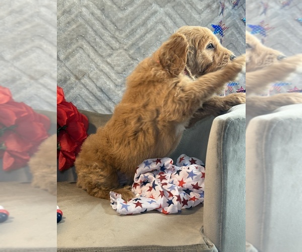 Medium Photo #13 Goldendoodle Puppy For Sale in LAKELAND, FL, USA
