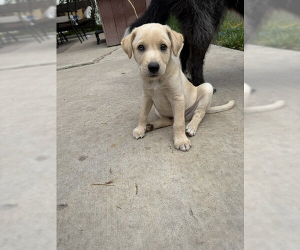 Medium Photo #7 Labrador Retriever-Unknown Mix Puppy For Sale in MIDWAY, UT, USA