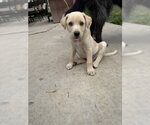 Small #6 Labrador Retriever Mix