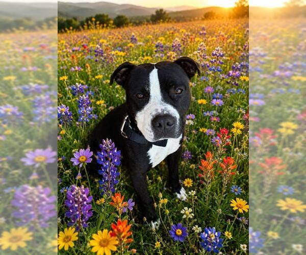 Medium Photo #1 Mutt Puppy For Sale in Globe, AZ, USA