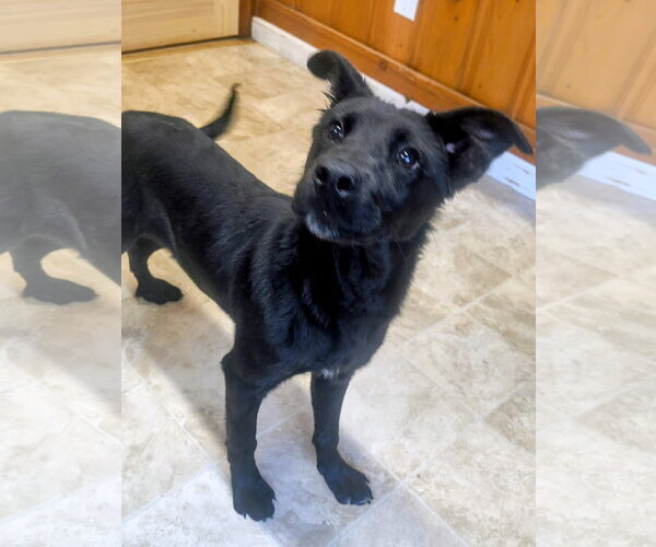 Medium Photo #3 Labrador Retriever-Retriever  Mix Puppy For Sale in Raleigh, NC, USA