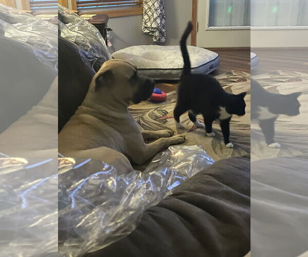 Medium Photo #11 Mastiff-Unknown Mix Puppy For Sale in Crete, IL, USA