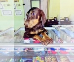 Small Photo #1 Doberman Pinscher Puppy For Sale in INTERLACHEN, FL, USA