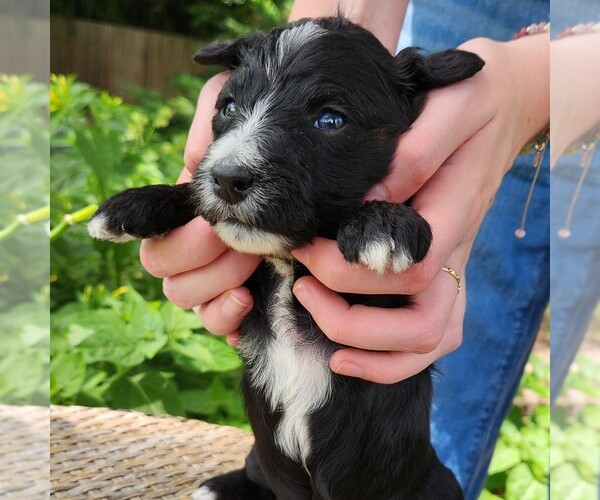 Medium Photo #4 F2 Aussiedoodle Puppy For Sale in COLUMBIA, TN, USA