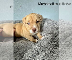 American Pit Bull Terrier-Miniature Schnauzer Mix Dogs for adoption in Oak Bluffs, MA, USA