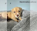 Small American Pit Bull Terrier-Miniature Schnauzer Mix