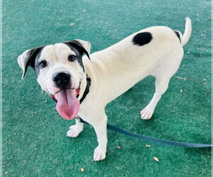 Mutt Dogs for adoption in Clarkesville, GA, USA
