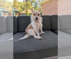 Cairn Terrier-Unknown Mix Dogs for adoption in The Woodlands, TX, USA