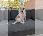 Small Cairn Terrier Mix