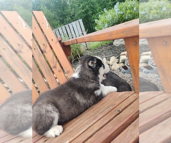 Medium Photo #11 Siberian Husky Puppy For Sale in AUBURN, NY, USA