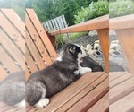 Small Photo #11 Siberian Husky Puppy For Sale in AUBURN, NY, USA