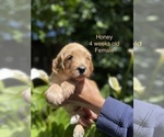 Small Photo #9 Goldendoodle Puppy For Sale in PITTSBURG, CA, USA