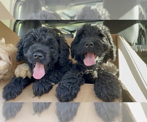 Australian Labradoodle Puppy for sale in BOWLING GREEN, OH, USA