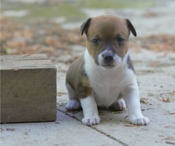 Medium Photo #2 Australian Shepherd-Jack Russell Terrier Mix Puppy For Sale in ORRVILLE, OH, USA