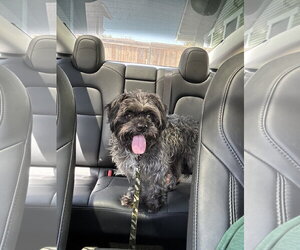 Oscar - Male Affenpinscher Dog for Adoption - Photo #2