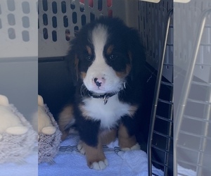 Mother of the Bernese Mountain Dog puppies born on 11/13/2021
