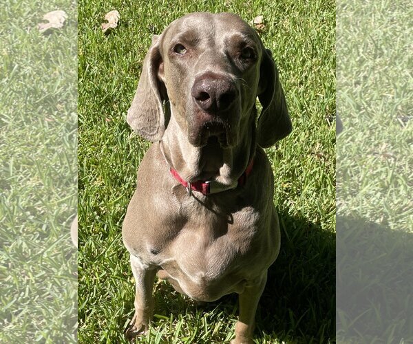 Medium Photo #3 Weimaraner Puppy For Sale in Fort Worth, TX, USA