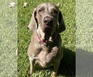 Boomer - Male Weimaraner Dog for Adoption - Photo #3