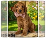 Image preview for Ad Listing. Nickname: Coco