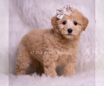 Small Photo #58 Goldendoodle (Miniature) Puppy For Sale in WARSAW, IN, USA