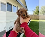 Small #3 Poodle (Miniature)