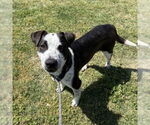 Small #1 Mutt