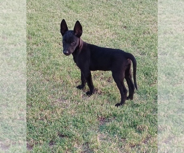 Medium Photo #4 Belgian Malinois Puppy For Sale in EL CENTRO, CA, USA