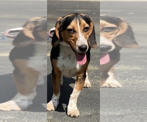Beagle Puppy for sale in BURLINGTON, MA, USA