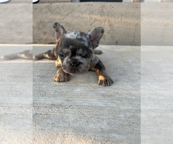 Medium Photo #9 French Bulldog Puppy For Sale in CYPRESS, TX, USA