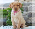 Small Labrador Retriever