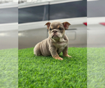 Small #3 English Bulldog