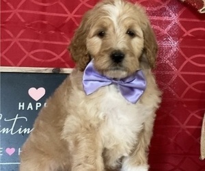 Goldendoodle Puppy for sale in LANCASTER, PA, USA