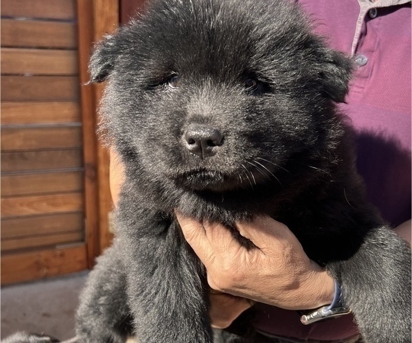 Medium Photo #2 Chow Chow Puppy For Sale in SAN DIEGO, CA, USA