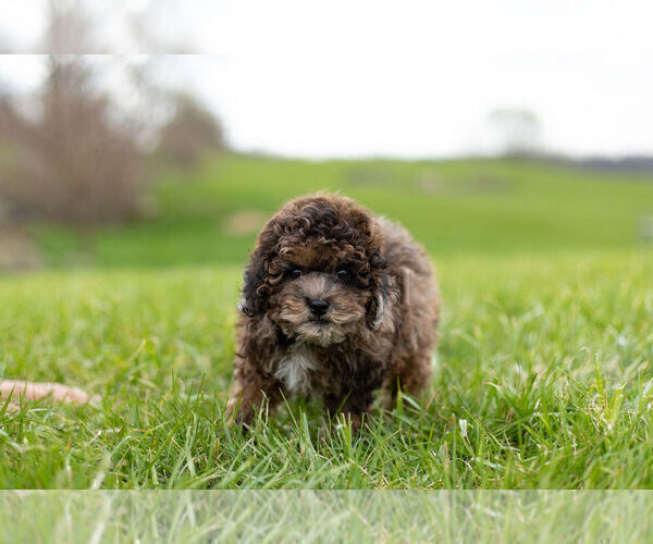 Medium Photo #9 ShihPoo Puppy For Sale in WARSAW, IN, USA