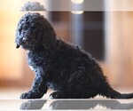 Small Photo #7 Poodle (Standard) Puppy For Sale in STANLEY, VA, USA