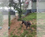 Small #2 American Pit Bull Terrier-Red Heeler Mix