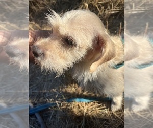 Mother of the Maltipoo (Miniature)-Mauzer Mix puppies born on 05/15/2026