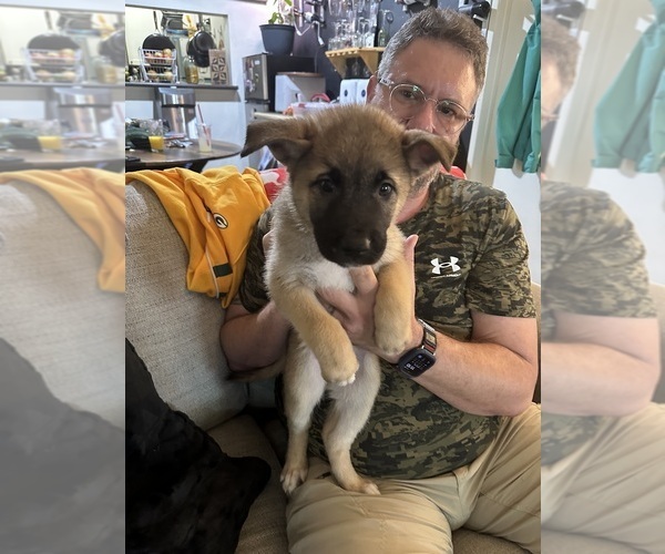 Medium Photo #3 Akita-Huskies  Mix Puppy For Sale in DUBLIN, CA, USA