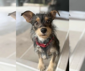 Mutt Dogs for adoption in Princeton, MN, USA