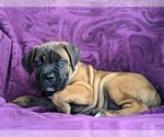 Small Photo #4 Cane Corso Puppy For Sale in KIRKWOOD, PA, USA