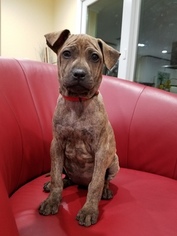 Thai Ridgeback Puppy for sale in PASADENA, CA, USA